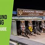 best bet greyhound racing